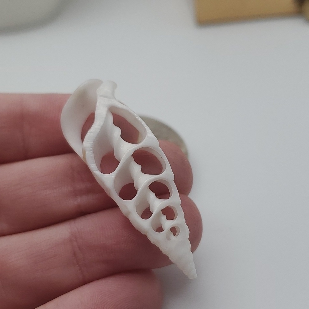 Simple shell open slice‎ beach conch skeleton pendant